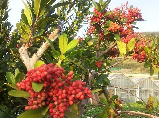Relax Al Mare - Spiaggia, Bici E Barbecue! Feriehus Arma di Taggia